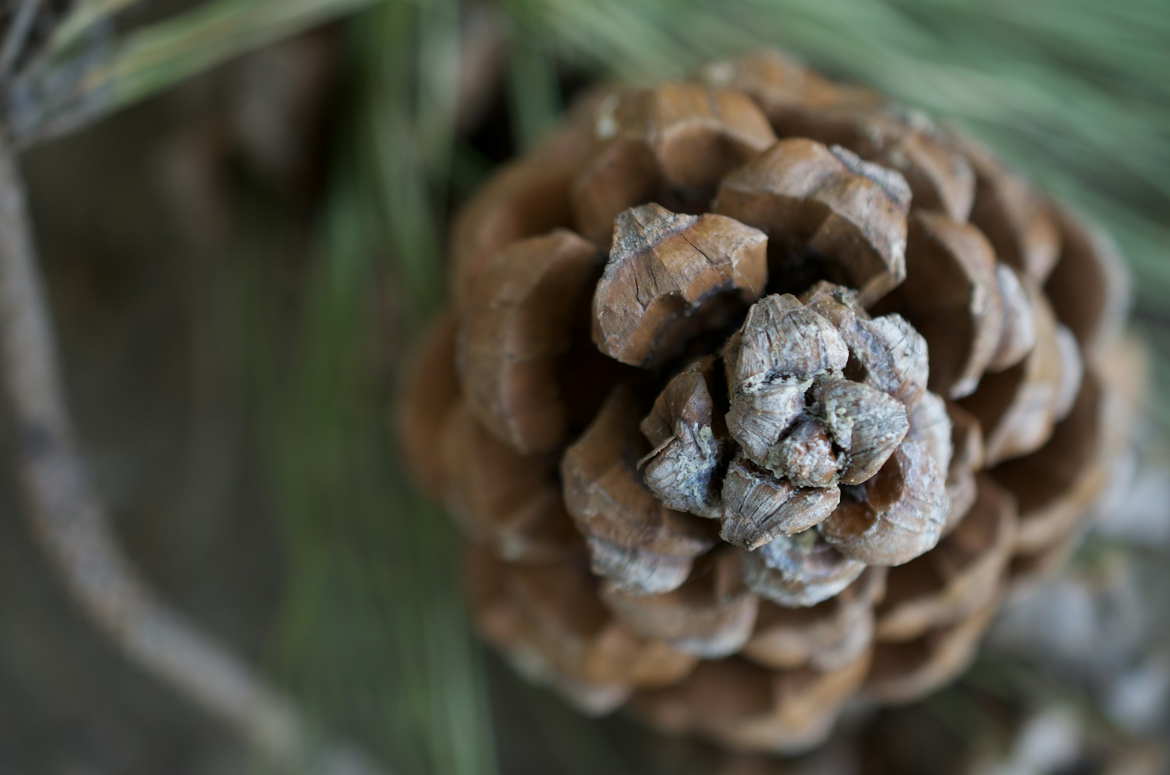 Pinecone showing spiral scale arrangement
