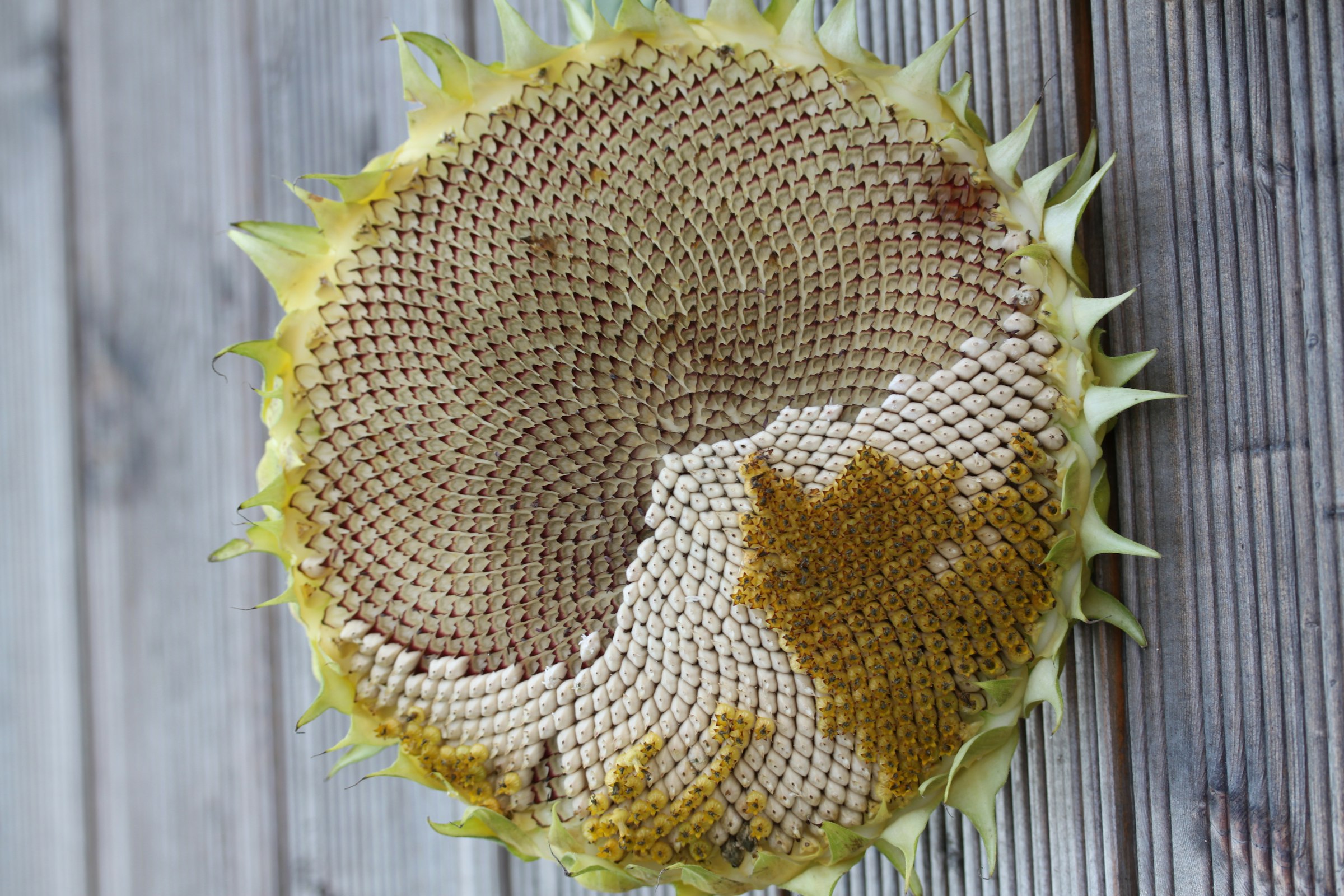 Dried sunflower seed head showing the golden-angle spiral pattern