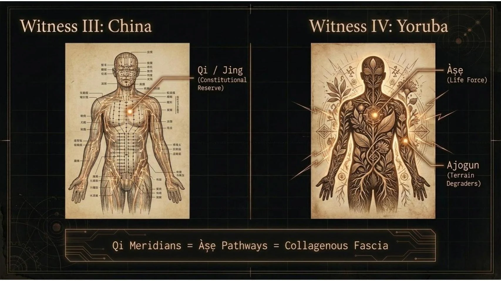 Witness III China vs Witness IV Yoruba — Qi/Jing meridians vs Àṣẹ pathways — collagenous fascia